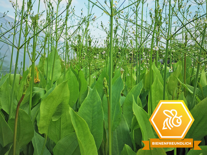 Alisma plantago - Froschlöffel mit Logo bienenfreundlich